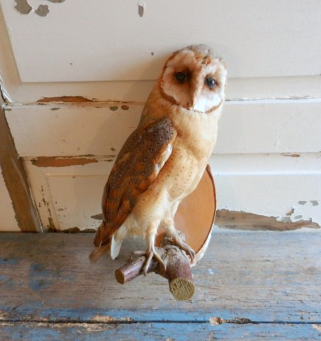 item no: 207423