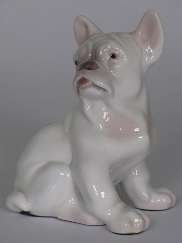 Fransk Bulldog
B & G
Porcelæn