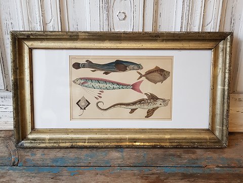 1800s hand-colored print with fish in beautiful old silver frame.