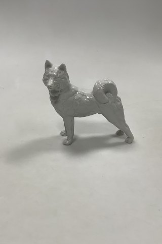 Royal Copenhagen Figur No. 0353 Sibirisk Husky