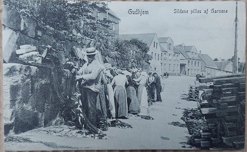 Postkort: Sildene pilles af garnene, Gudhjem 1911