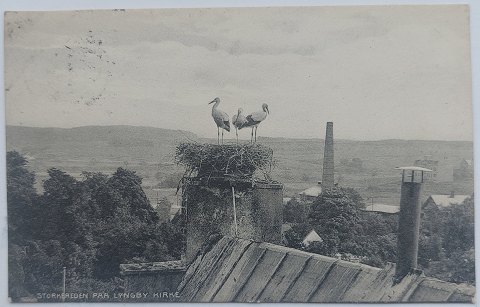 Postkort: Storkereden på Lyngby Kirke i 1913