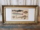 1800s hand-colored print with fish in beautiful old silver frame.