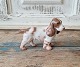 B&G Figure Cocker Spaniel no. 2177