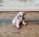 Dahl Jensen English Bulldog puppy no. 1139