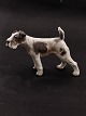 Dahl Jensen Fox Terrier 1009
